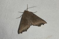 Odontopera bidentata