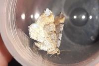 Macaria liturata