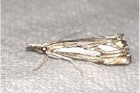 Catoptria falsella