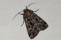 Sideridis reticulata