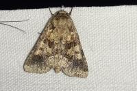 Conisania luteago olbiena