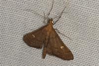 Dolicharthria punctalis
