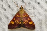 Pyrausta aurata