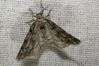 Tephronia sepiaria