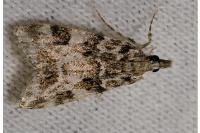 Eudonia delunella