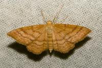 Idaea ochrata