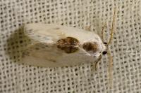 Cilix