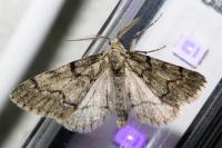 Tephronia sepiaria