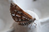 Bupalus piniaria