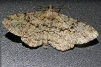 Peribatodes rhomboidaria rhomboidaria