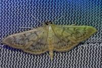 Patania ruralis