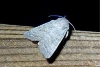 Hoplodrina ambigua