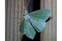 Hemithea aestivaria