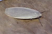 Collita griseola