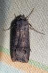Agrotis ipsilon