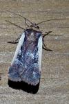 Ochropleura plecta