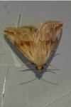 Eublemma ostrina