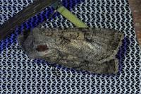 Agrotis segetum