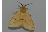 Spilarctia lutea