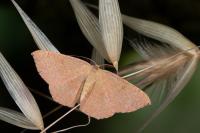 Cyclophora puppillaria
