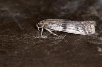 Ephestia welseriella