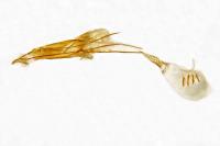 Ephestia welseriella