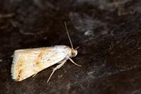 Eublemma ostrina