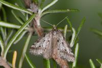 Eumannia oranaria