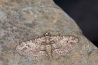 Gymnoscelis rufifasciata