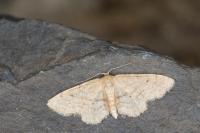 Idaea belemiata helianthemata
