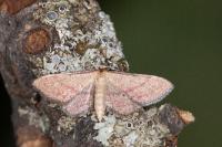 Idaea infirmaria