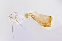Idaea infirmaria