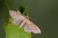 Idaea infirmaria