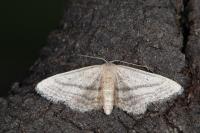 Idaea mediaria