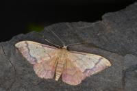Idaea ostrinaria