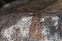 Peridroma saucia
