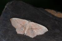 Scopula imitaria