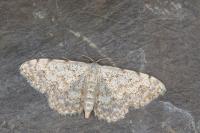Scopula submutata roseonitens