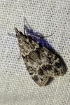 Eudonia mercurella