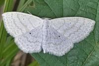 Scopula immutata