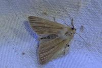 Mythimna impura