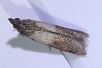 Plodia interpunctella