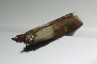Plodia interpunctella
