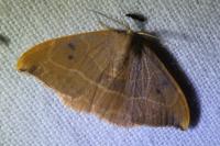 Watsonalla binaria