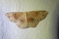 Cyclophora porata