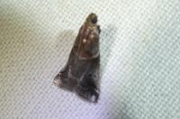 Acrobasis suavella
