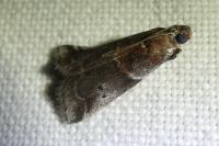Acrobasis suavella