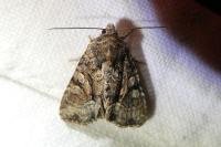 Oligia