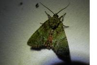 Polyphaenis sericata
