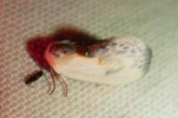 Cilix glaucata/hispanica